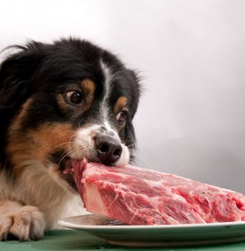 Carnea de porc este periculoasa pentru cainele tau!