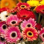 4 sfaturi pentru ingrijirea gerberelor acasa