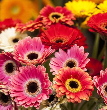 4 sfaturi pentru ingrijirea gerberelor acasa