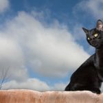 Opt superstitii bizare din istoria antica pe care sa le stii