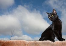 Opt superstitii bizare din istoria antica pe care sa le stii